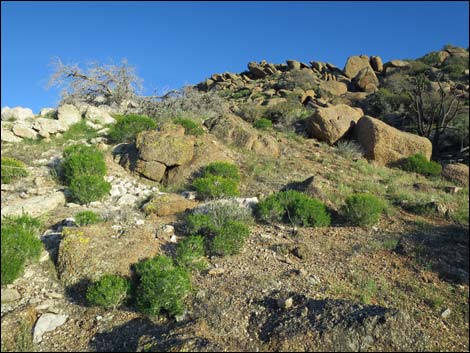 Gold Butte Peak