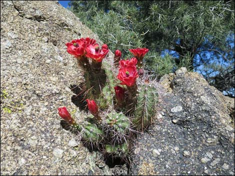 Jumbo Springs Wilderness Area