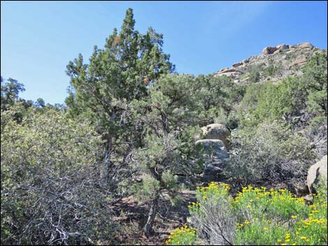 Jumbo Springs Wilderness Area