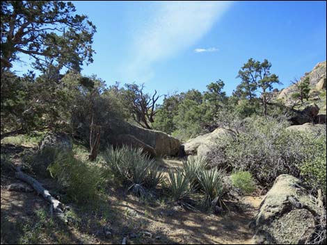 Jumbo Springs Wilderness Area