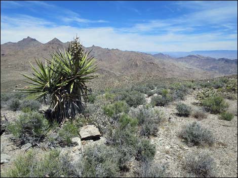 Jumbo Springs Wilderness