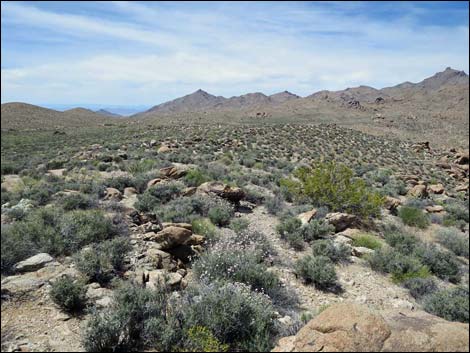 Jumbo Springs Wilderness