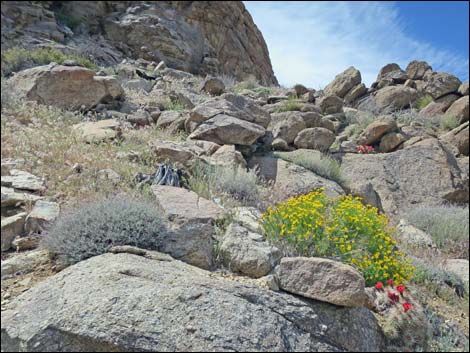 jumbo peak