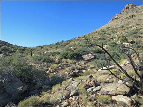 Jumbo Ridge Loop