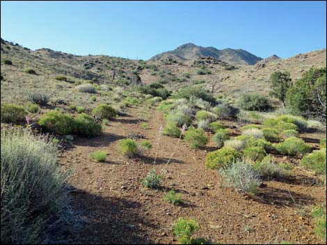 Mica Peak