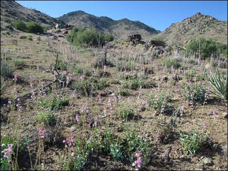 Mica Peak