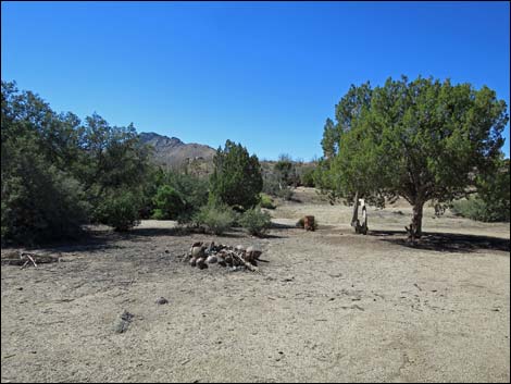 Grapevine Spring Corral