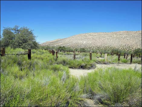 Garden Spring Corral