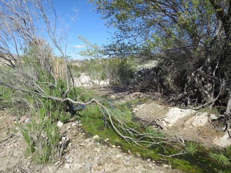 Horse Spring Corral