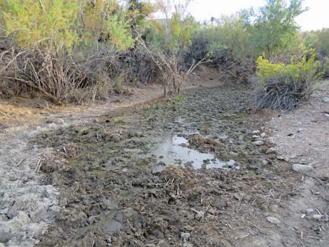 Horse Spring