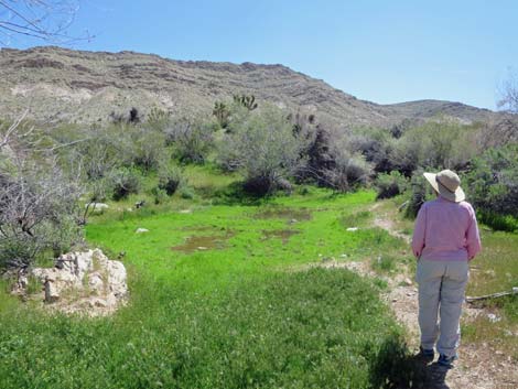 Horse Spring