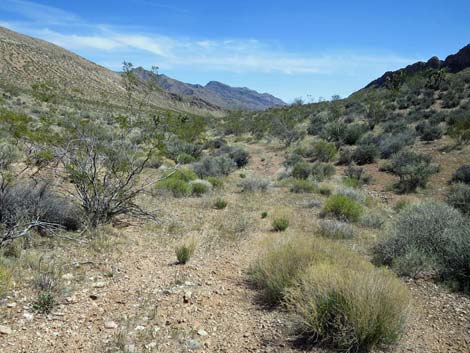 Whitney Wash Loop