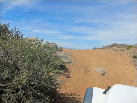 Billy Goat Peak Road