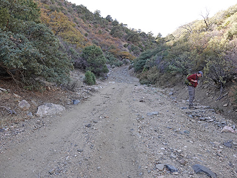 Cabin Canyon Road