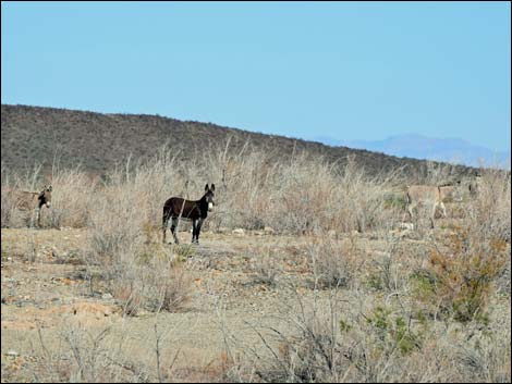 Feral burro