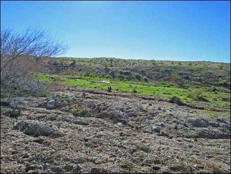 Catclaw Wash Road