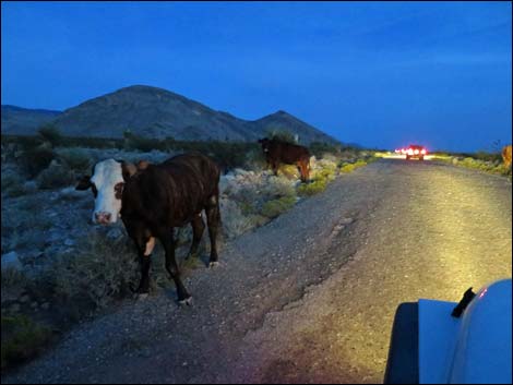 Bundy trespass cattle