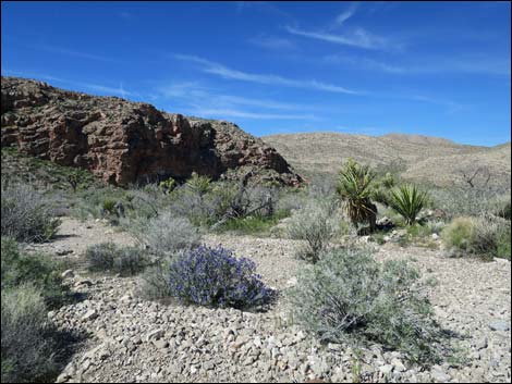 Red Bluff Spring Road