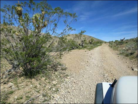 Red Bluff Spring Road