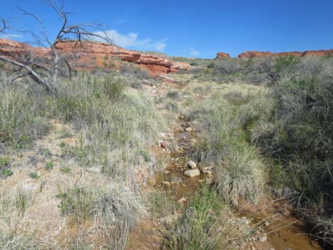 Red Rock Springs