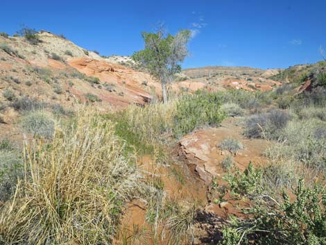 Red Rock Springs