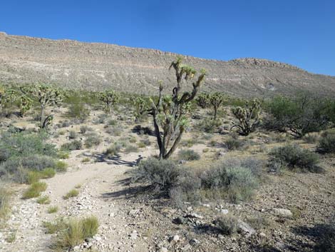 Uranium Mine