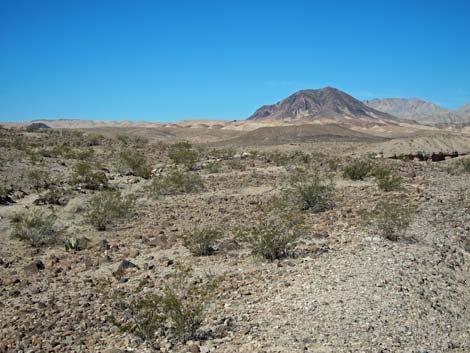 Bluff Trail