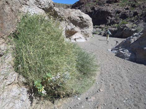 Boy Scout Canyon