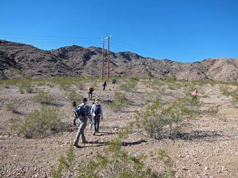 Cholla Forest