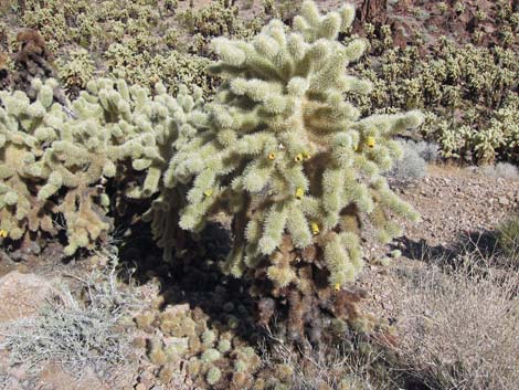 Cholla Forest