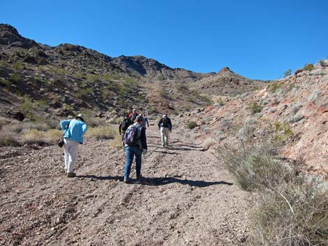 Cholla Forest