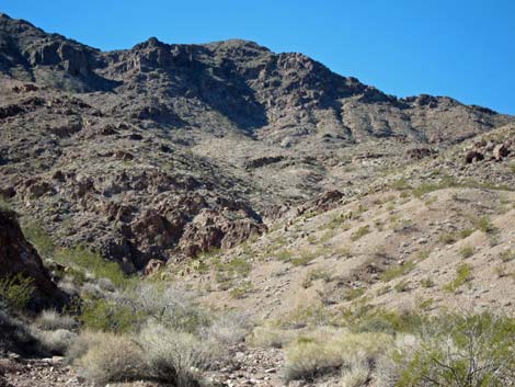 Cholla Forest