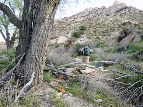 Grapevine Canyon