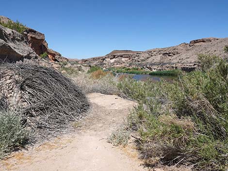 Wetlands Trail