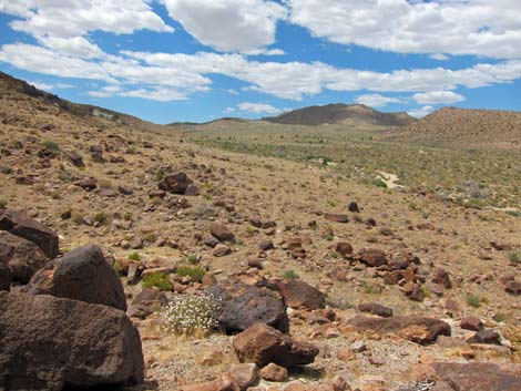 Barber Loop Trail