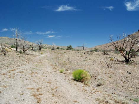 Barber Loop Trail