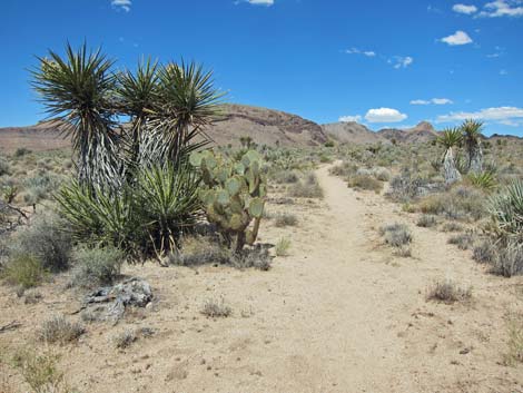 Barber Loop Trail