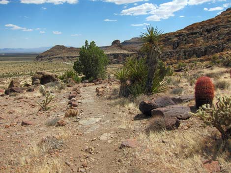 Cactus Garden Loop Trail