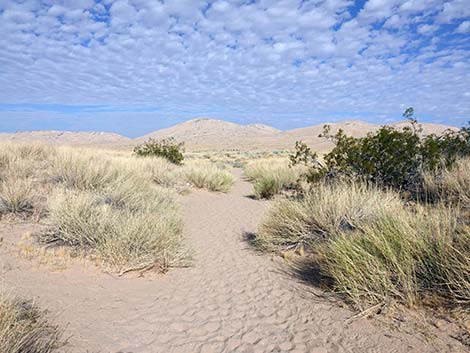 Kelso Dunes