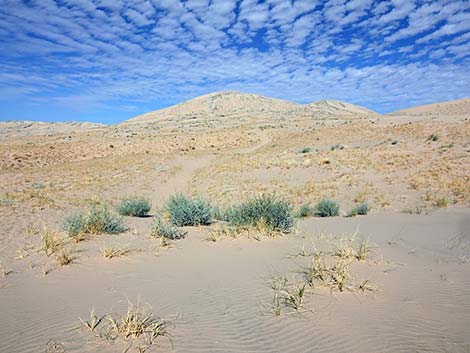 Kelso Dunes