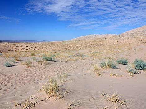 Kelso Dunes