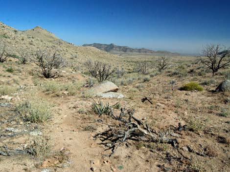 Mid Hills Loop Trail