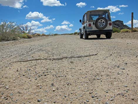 Wild Horse Road