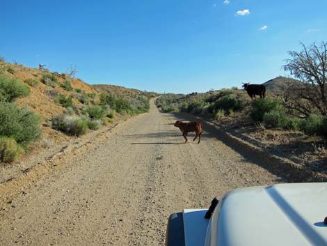 Wild Horse Road