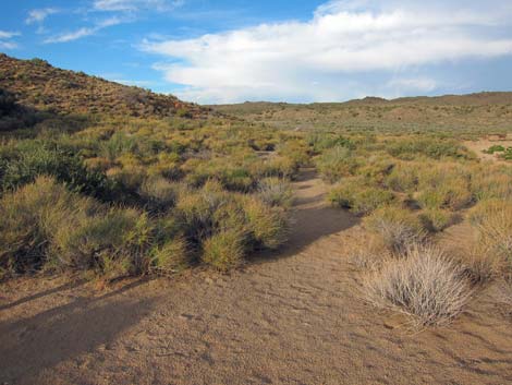 Rock Spring Loop Trail