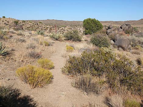 Rock Spring Loop Trail