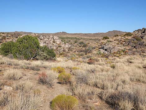 Rock Spring Loop Trail