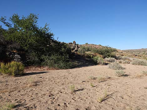 Rock Spring Loop Trail