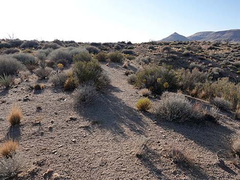 Rock Spring Loop Trail