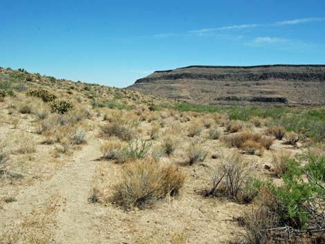 World's Tallest Yucca